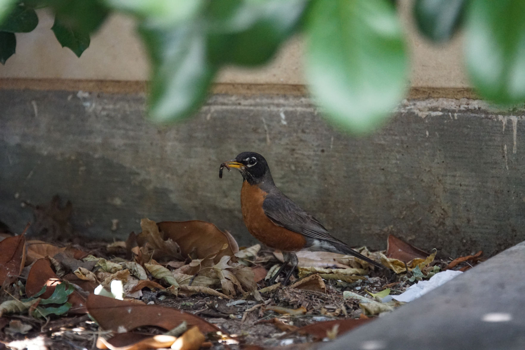 Bird